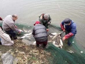 海安 三年系统治理 清水重现大公